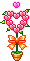 heart--plant