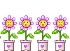 purple-daisies