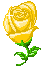 yellow-rose